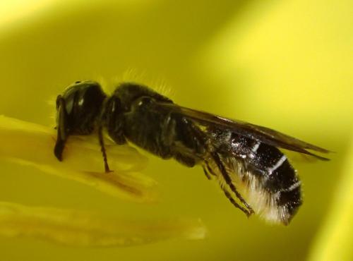 Chelostoma florisomne